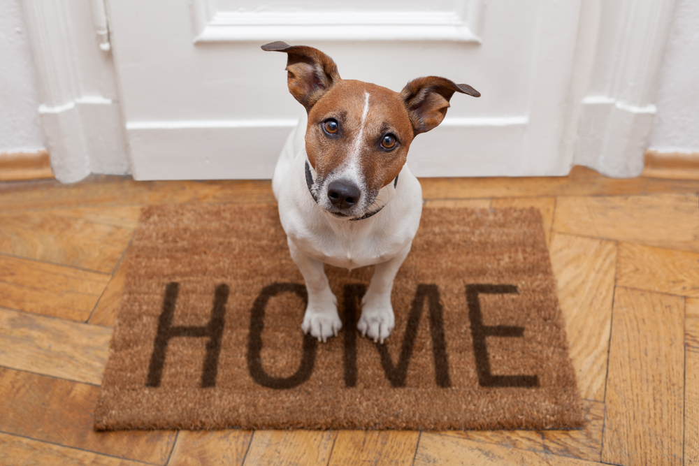 Inventories hold the key to renting homes with pets, says AIIC boss